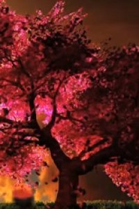 Cherry Blossom (Music)