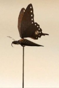 Lost Butterfly