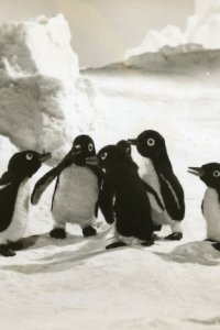 Penguin Boy Lulu to Kiki