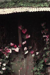 Shelter