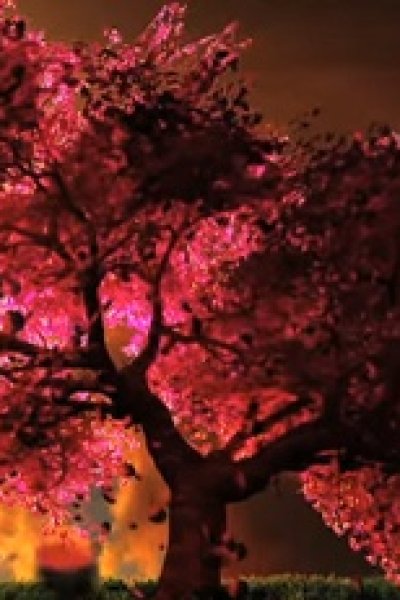 Cherry Blossom (Music)